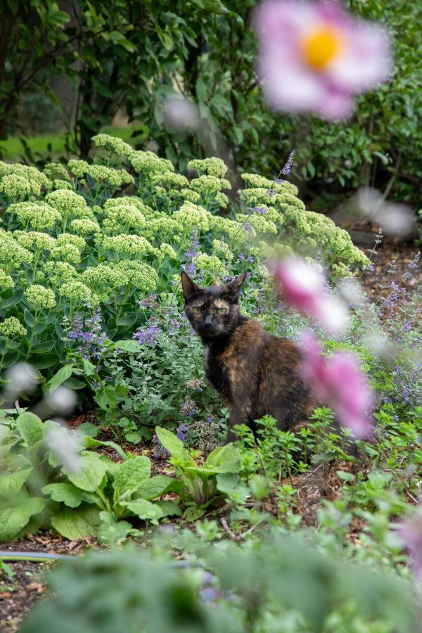 The Cat And The Owl B&B ครูนโล ภายนอก รูปภาพ